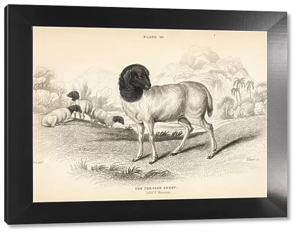 Persian or Blackhead Persian sheep, Ovis aries