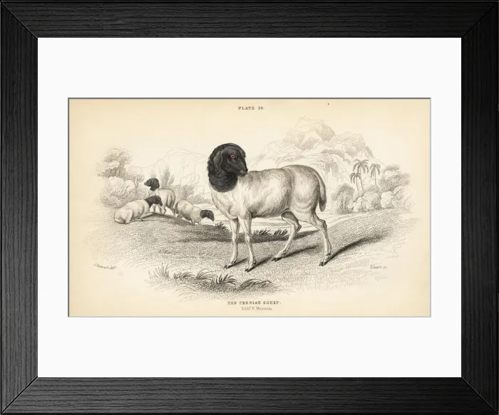 Framed Print : Persian or Blackhead Persian sheep, Ovis aries Framed Print : Persian or Blackhead Persian sheep, Ovis aries