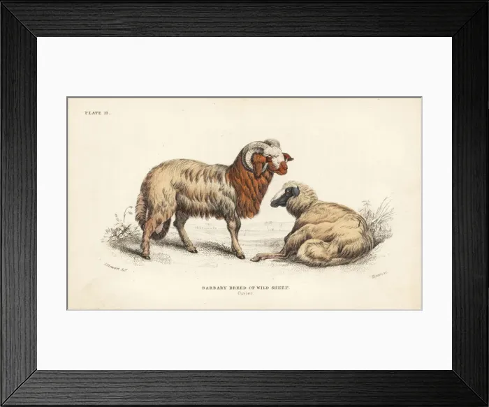 Framed Print : Barbary sheep, Ammotragus lervia. Vulnerable Framed Print : Barbary sheep, Ammotragus lervia. Vulnerable