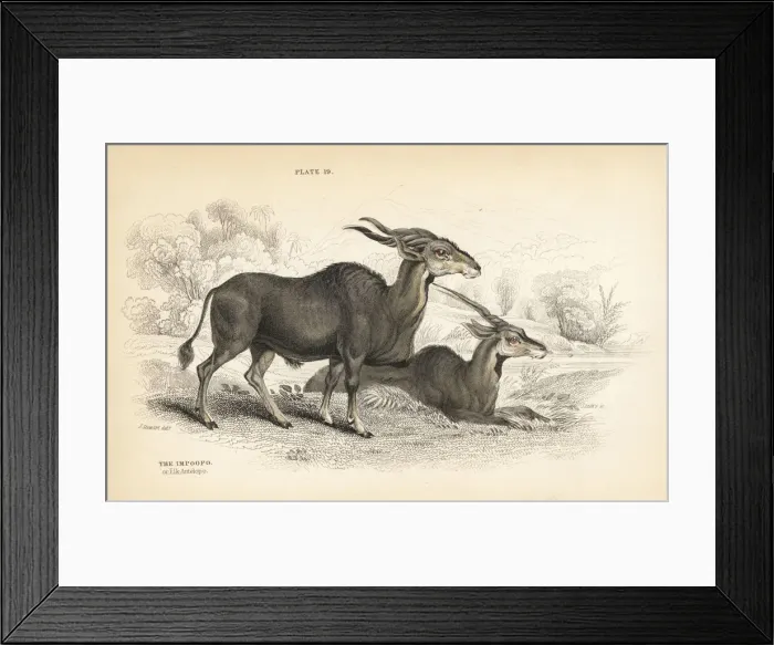Framed Print : Eland, Taurotragus oryx Framed Print : Eland, Taurotragus oryx