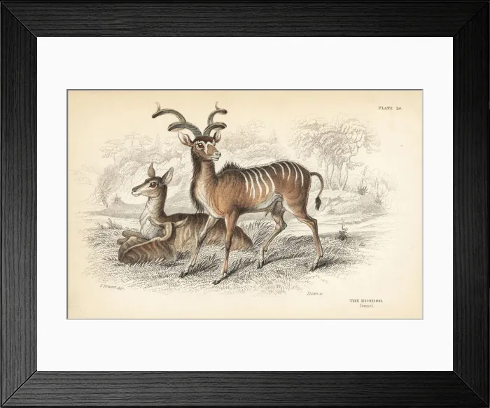Framed Print : Greater kudu, Tragelaphus strepsiceros Framed Print : Greater kudu, Tragelaphus strepsiceros