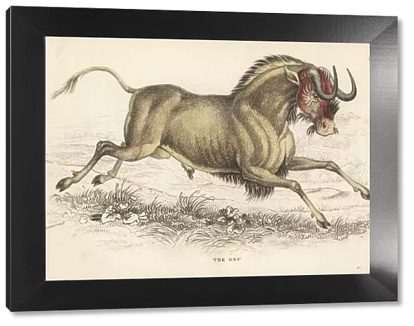 Black wildebeest or white-tailed gnu, Connochaetes gnou