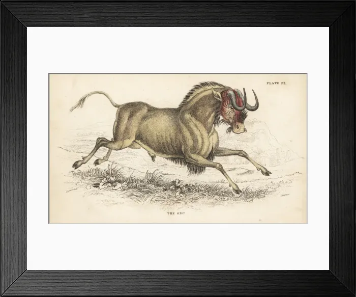 Framed Print : Black wildebeest or white-tailed gnu, Connochaetes gnou