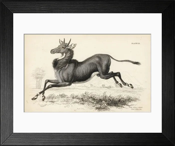 Framed Print : Nilgai or nilgau, Boselaphus tragocamelus Framed Print : Nilgai or nilgau, Boselaphus tragocamelus