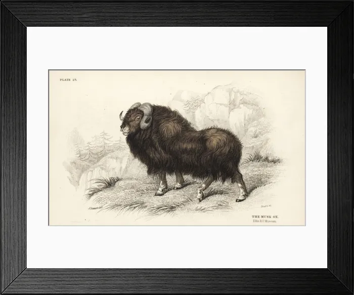 Framed Print : Musk ox or muskox, Ovibos moschatus Framed Print : Musk ox or muskox, Ovibos moschatus