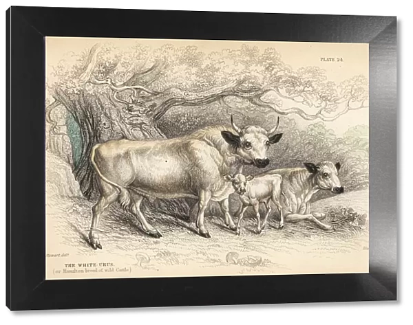 White urus, or Hamilton breed of wild cattle