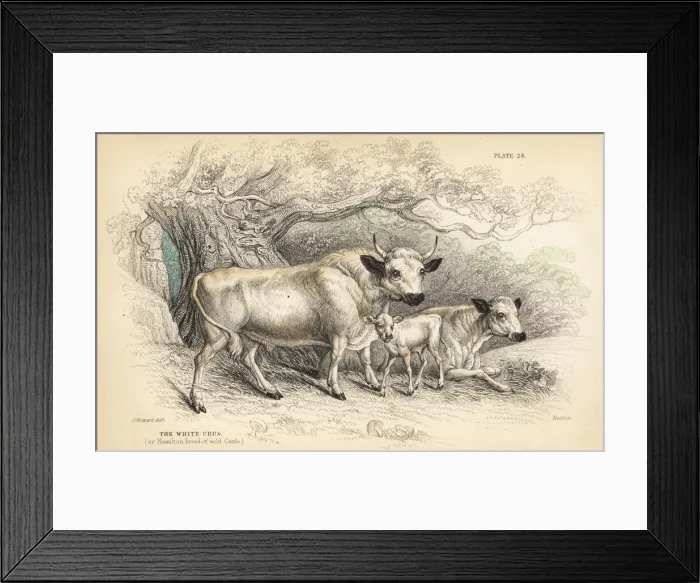 Framed Print : White urus, or Hamilton breed of wild cattle Framed Print : White urus, or Hamilton breed of wild cattle