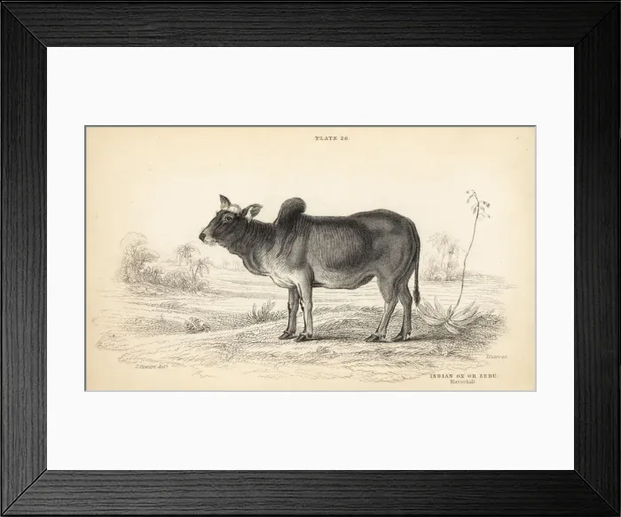 Framed Print : Indian ox or zebu, Bos primigenius indicus Framed Print : Indian ox or zebu, Bos primigenius indicus