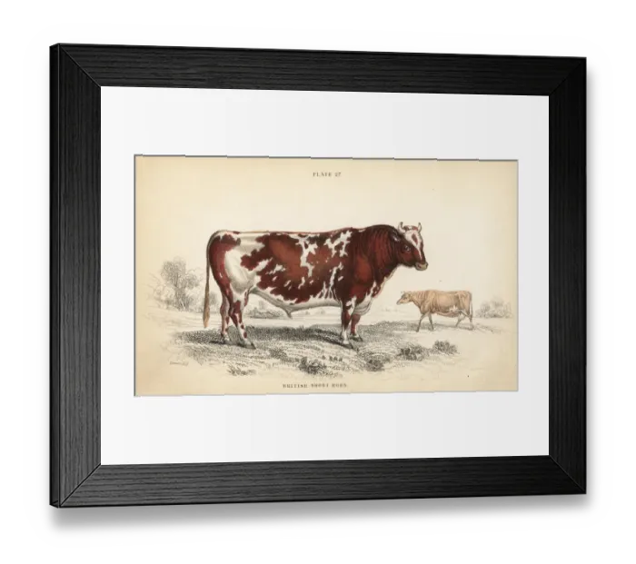 Framed Print : British shorthorn breed of cattle, Bos taurus Framed Print : British shorthorn breed of cattle, Bos taurus