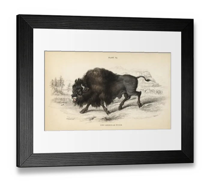 Framed Print : American bison or buffalo, Bison bison Framed Print : American bison or buffalo, Bison bison