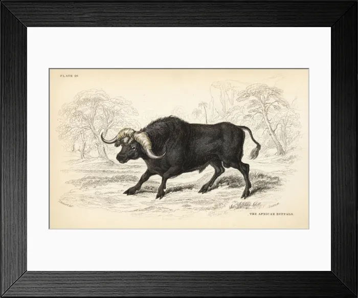 Framed Print : African buffalo or Cape buffalo, Syncerus caffer Framed Print : African buffalo or Cape buffalo, Syncerus caffer