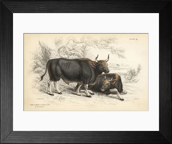 Framed Print : Gaur or Indian bison, Bos gaurus Framed Print : Gaur or Indian bison, Bos gaurus