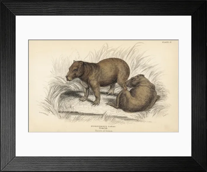 Framed Print : Capybara, Hydrochaeris hydrochaeris Framed Print : Capybara, Hydrochaeris hydrochaeris