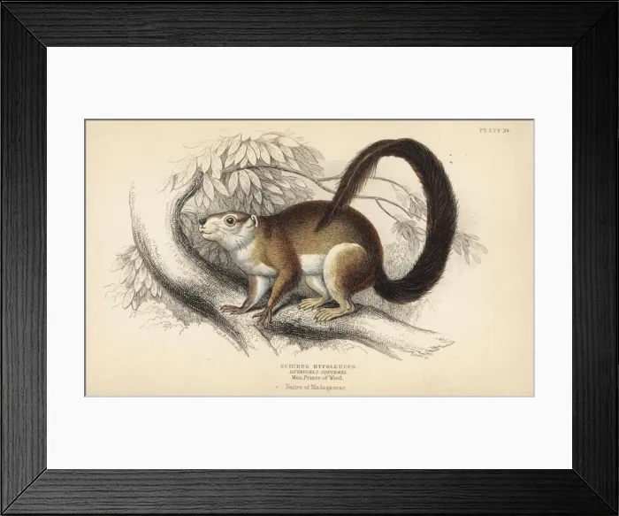 Framed Print : Cream-coloured giant squirrel, Ratufa affinis Framed Print : Cream-coloured giant squirrel, Ratufa affinis