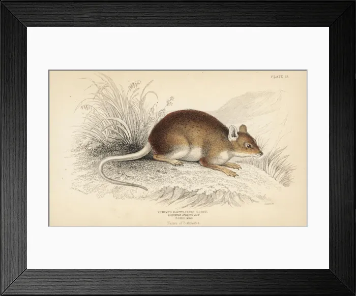 Framed Print : Amazon bamboo rat, Dactylomys dactylinus