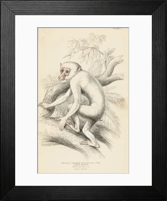 Framed Print : Moor macaque, Macaca maura Framed Print : Moor macaque, Macaca maura