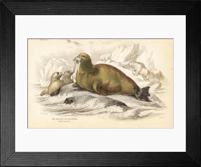 Framed Print : Walrus, Odobenus rosmarus Framed Print : Walrus, Odobenus rosmarus
