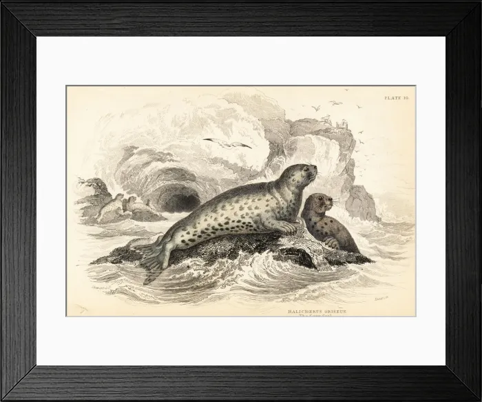 Framed Print : Grey seal, Halichoerus grypus Framed Print : Grey seal, Halichoerus grypus