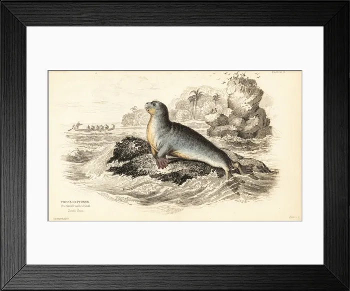 Framed Print : Leopard seal, Hydrurga leptonyx Framed Print : Leopard seal, Hydrurga leptonyx