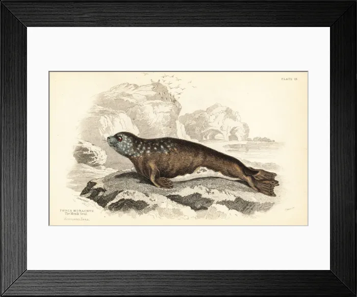 Framed Print : Mediterranean monk seal, Monachus monachus Framed Print : Mediterranean monk seal, Monachus monachus
