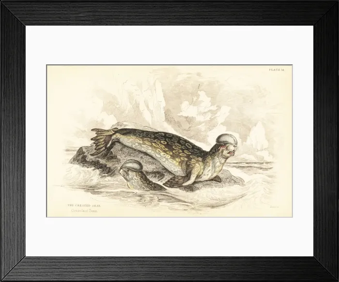 Framed Print : Hooded seal, Cystophora cristata. Vulnerable Framed Print : Hooded seal, Cystophora cristata. Vulnerable