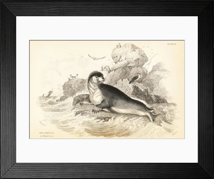 Framed Print : Hooded seal, Cystophora cristata. Vulnerable Framed Print : Hooded seal, Cystophora cristata. Vulnerable