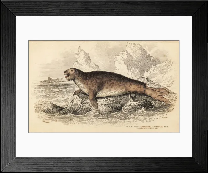 Framed Print : Southern elephant seal, female, Mirounga leonina Framed Print : Southern elephant seal, female, Mirounga leonina
