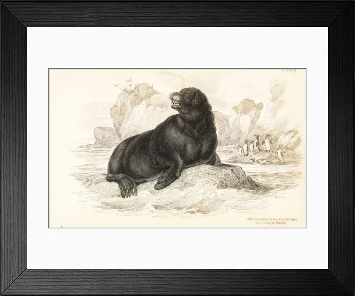 Framed Print : South American sea lion, Otaria flavescens Framed Print : South American sea lion, Otaria flavescens