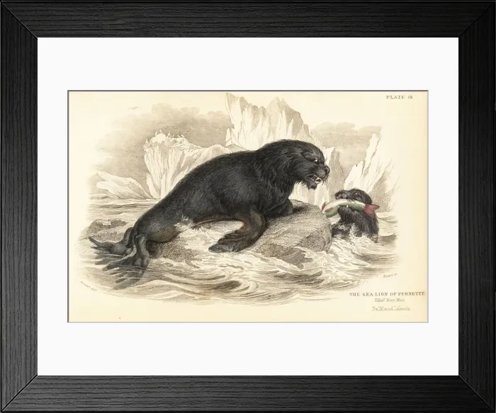 Framed Print : South American sea lion, Otaria flavescens Framed Print : South American sea lion, Otaria flavescens
