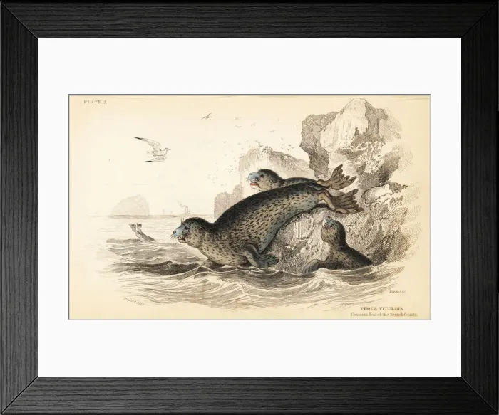 Framed Print : Common seal, Phoca vitulina Framed Print : Common seal, Phoca vitulina