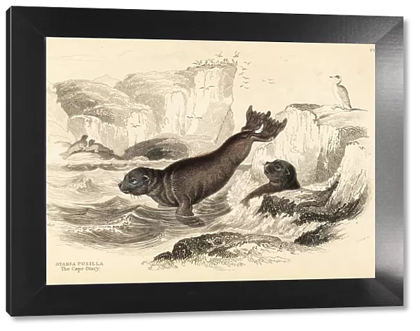 South African fur seal, Arctocephalus pusillus pusillus