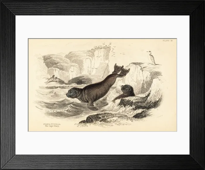 Framed Print : South African fur seal, Arctocephalus pusillus pusillus Framed Print : South African fur seal, Arctocephalus pusillus pusillus