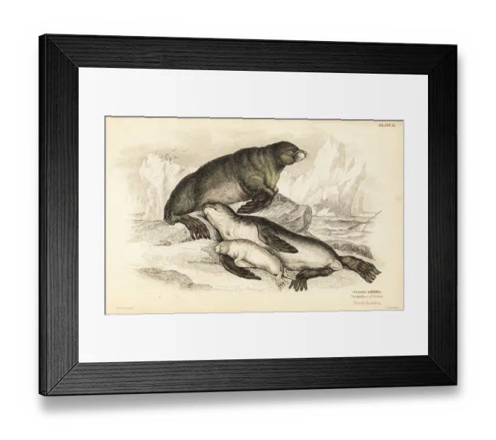 Framed Print : Steller sea lion, Eumetopias jubatus Framed Print : Steller sea lion, Eumetopias jubatus