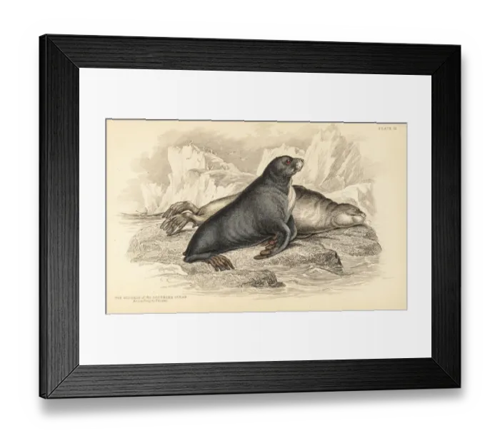 Framed Print : New Zealand fur seal, Arctocephalus forsteri Framed Print : New Zealand fur seal, Arctocephalus forsteri