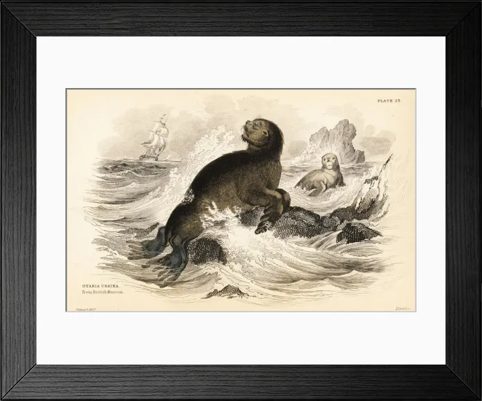 Framed Print : Steller sea lion, Eumetopias jubatus Framed Print : Steller sea lion, Eumetopias jubatus