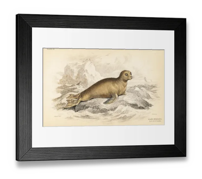 Framed Print : South American sea lion, Otaria flavescens molossina Framed Print : South American sea lion, Otaria flavescens molossina