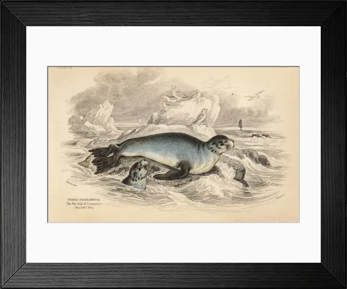 Framed Print : South American fur seal, Arctocephalus australis Framed Print : South American fur seal, Arctocephalus australis