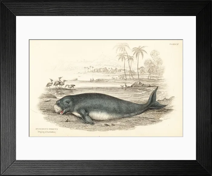 Framed Print : Dugong, Dugong dugon Framed Print : Dugong, Dugong dugon