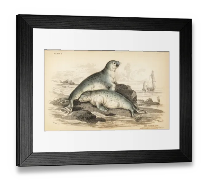 Framed Print : Common seal, Phoca vitulina Framed Print : Common seal, Phoca vitulina