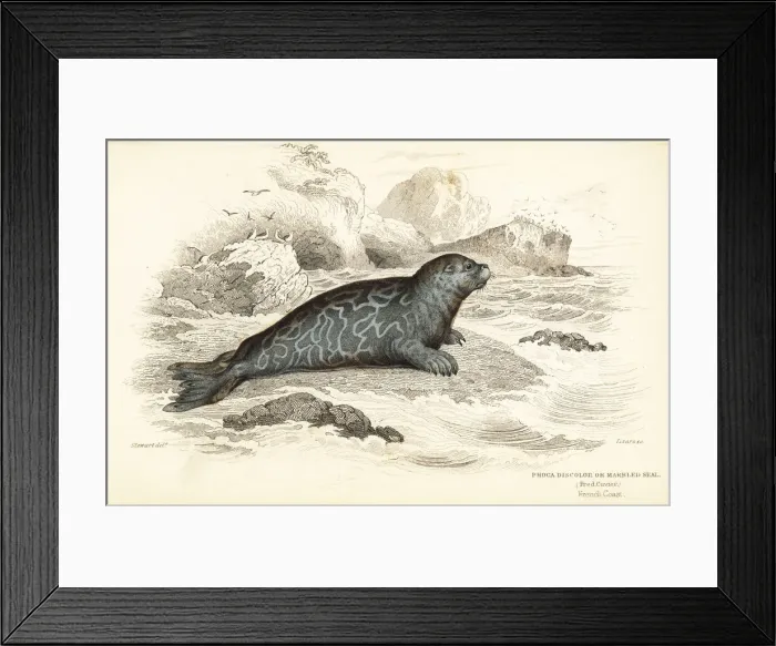 Framed Print : Ringed seal, Phoca hispida Framed Print : Ringed seal, Phoca hispida