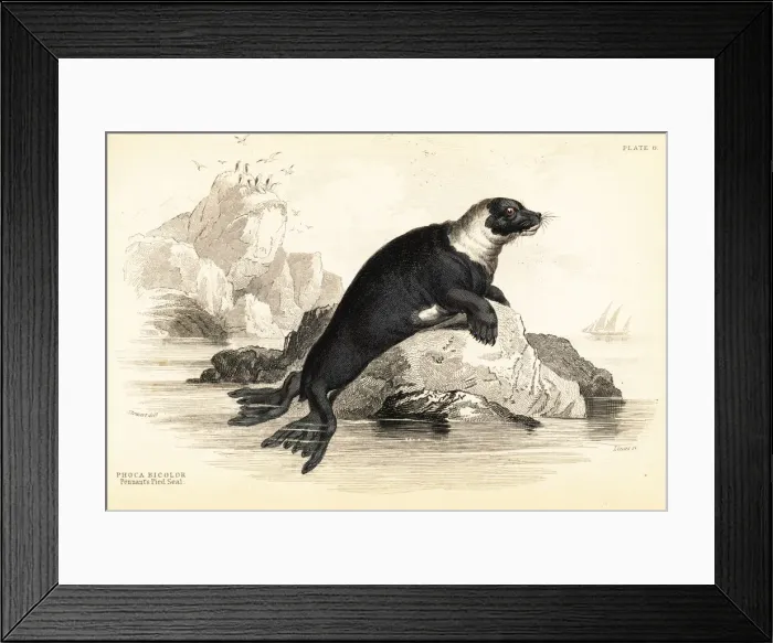 Framed Print : Harbour seal, Phoca vitulina Framed Print : Harbour seal, Phoca vitulina