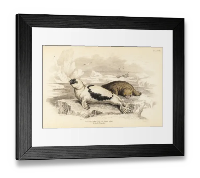 Framed Print : Greenland or harp seal, Pagophilus groenlandicus Framed Print : Greenland or harp seal, Pagophilus groenlandicus