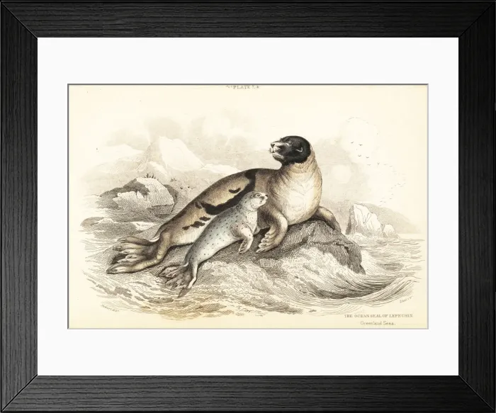 Framed Print : Harp seal, Pagophilus groenlandicus Framed Print : Harp seal, Pagophilus groenlandicus
