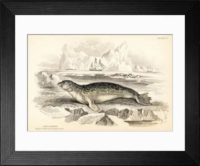 Framed Print : Ringed seal, Phoca hispida Framed Print : Ringed seal, Phoca hispida