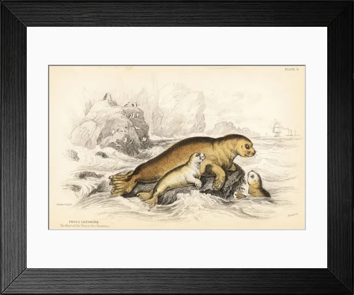 Framed Print : Bearded seal, Erignathus barbatus Framed Print : Bearded seal, Erignathus barbatus