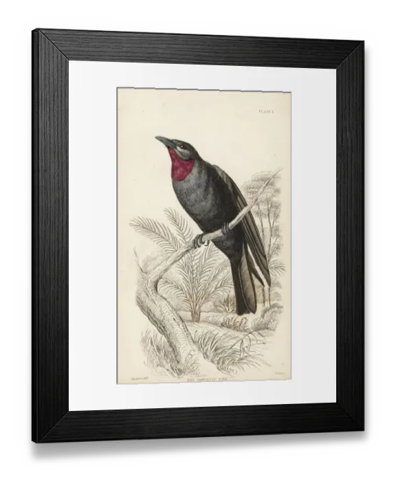 Framed Print : Purple-throated fruit crow, Querula purpurata Framed Print : Purple-throated fruit crow, Querula purpurata