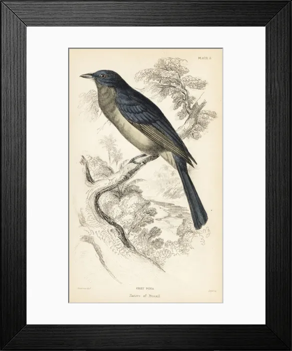 Framed Print : Screaming piha, Lipaugus vociferans Framed Print : Screaming piha, Lipaugus vociferans