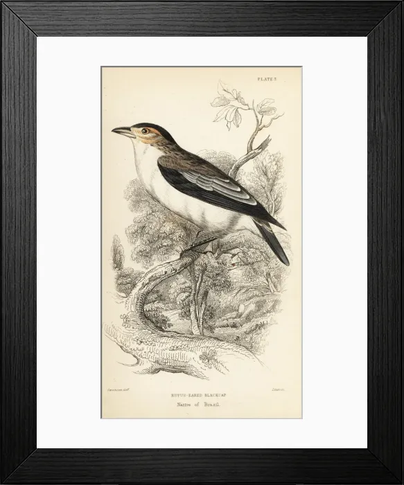 Framed Print : Black-crowned tityra, Tityra inquisitor Framed Print : Black-crowned tityra, Tityra inquisitor