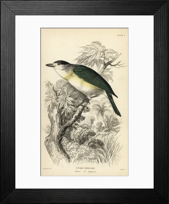 Framed Print : Green-backed becard, Pachyramphus viridis Framed Print : Green-backed becard, Pachyramphus viridis
