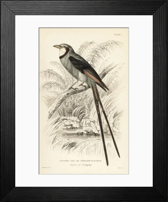 Framed Print : Streamer-tailed tyrant, Gubernetes yetapa Framed Print : Streamer-tailed tyrant, Gubernetes yetapa